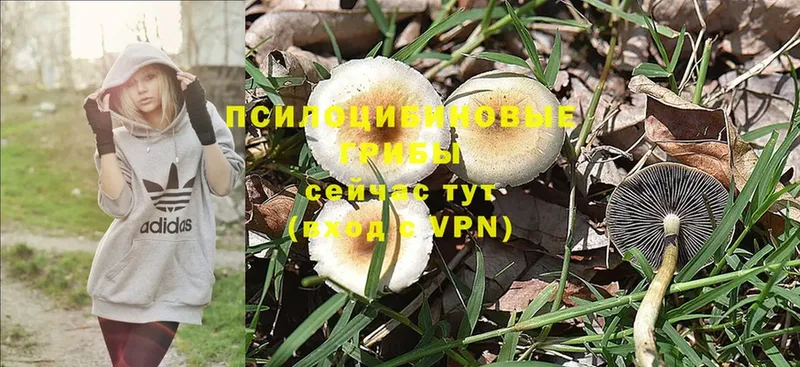 Псилоцибиновые грибы Psilocybine cubensis  Кинель 